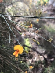 Jacksonia cupulifera