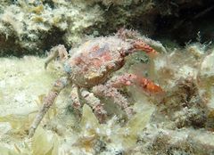 Schizophrys rufescens