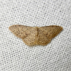Idaea trissorma