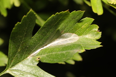 Phyllonorycter leucographella