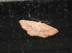 Epicyme rubropunctaria