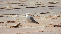 Larus armenicus