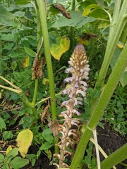 Orobanche cumana