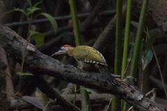 Picus viridanus
