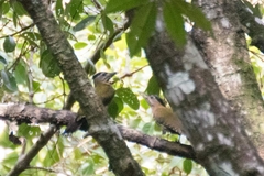 Picus viridanus