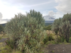 Senecio cinerarioides