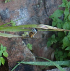 Xylocopa tabaniformis azteca