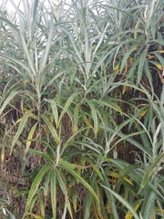 Senecio cinerarioides