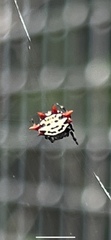 Gasteracantha cancriformis
