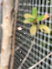 Gasteracantha cancriformis