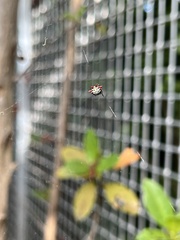 Gasteracantha cancriformis