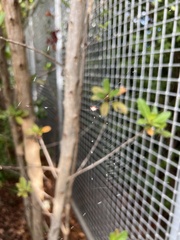 Gasteracantha cancriformis