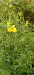 Lathyrus pratensis