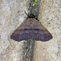 Ophyx eurrhoa