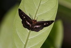 Gerosis phisara