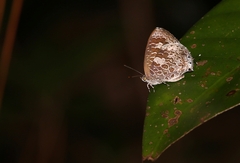 Arhopala birmana