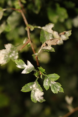 Podosphaera clandestina