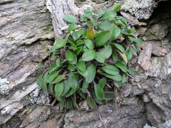 Myosotis australis australis