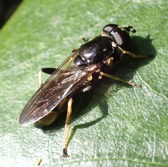 Xylota sylvarum