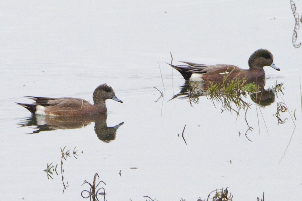 American Wigeon from Mission Bay--Kendall-Frost Marsh on December 02 ...