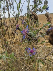 Centaurea depressa