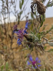 Centaurea depressa
