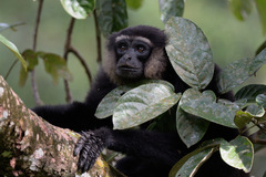 Agile Gibbon photo 4