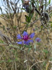 Centaurea depressa