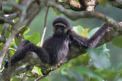 Agile Gibbon