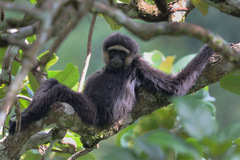 Agile Gibbon photo 1
