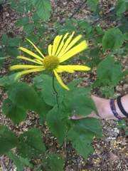 Doronicum pardalianches