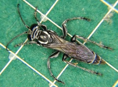 Crabroninae