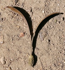 Gyrocarpus americanus