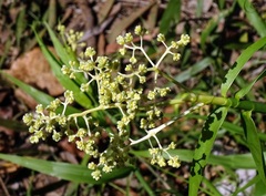 Flagellaria indica