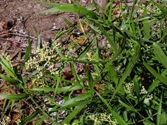 Flagellaria indica
