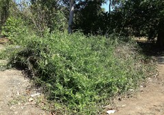 Flagellaria indica
