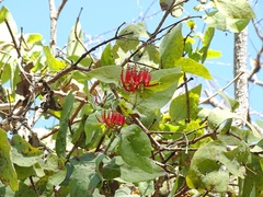 Loranthaceae