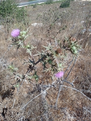 Cirsium phyllocephalum