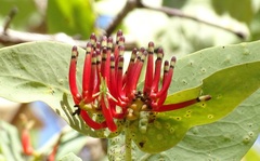 Loranthaceae
