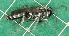 Crabroninae