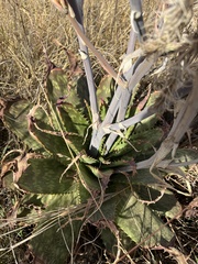 Aloe vanrooyenii