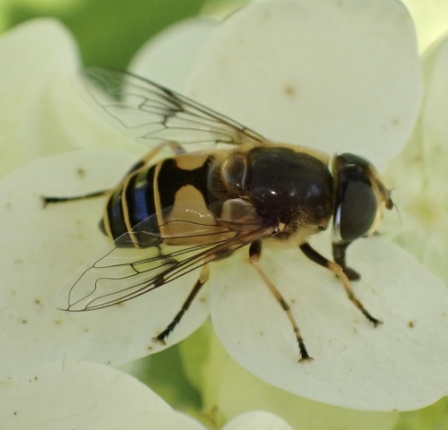 Stripe-winged Drone Fly, Graafland, Groot-Ammers, South Holland, NL, photo 6 of 10