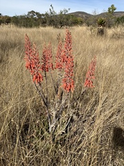 Aloe vanrooyenii
