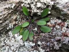 Myosotis australis australis