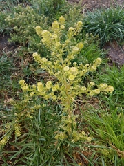 Lepidium schaffneri