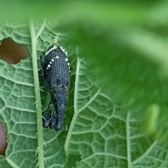 Peribleptus scalptus