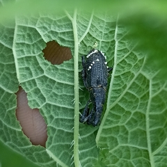 Peribleptus scalptus