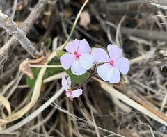 Pelargonium acraeum