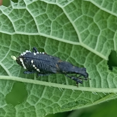 Peribleptus scalptus