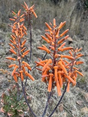 Aloe vanrooyenii